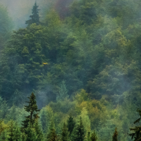 Visiting Pahernik forests